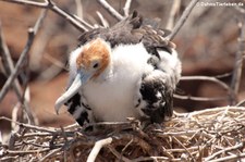 JUnger Bindenfregattvogel (Fregata minor ridgwayi) auf Seymour Norte, Galápagos, Ecuador