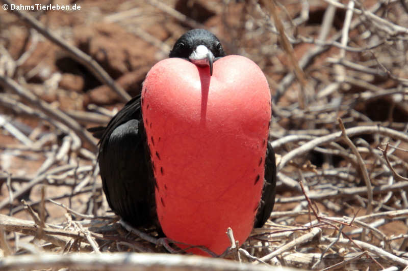 Bindenfregattvogel Fregata minor ridgwayi-9