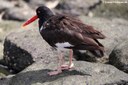 Haematopus palliatus galapagensis