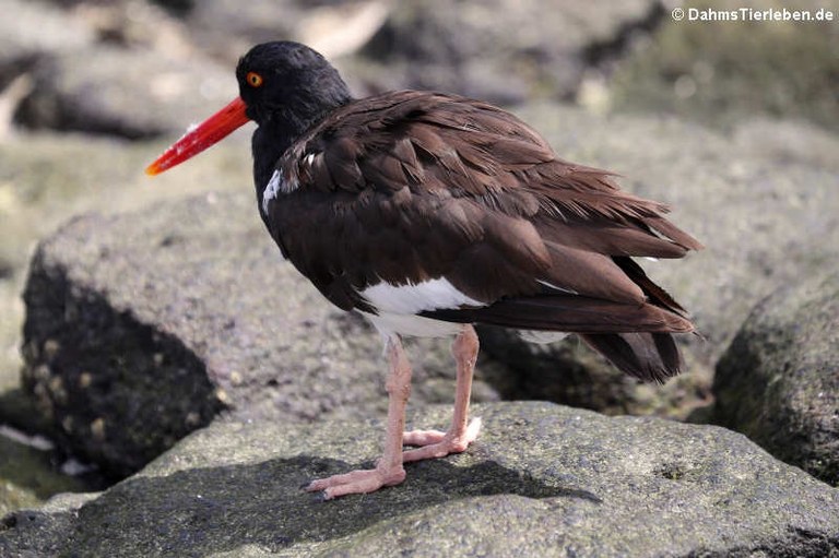 Haematopus palliatus galapagensis