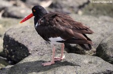 Seymour Norte, Galápagos