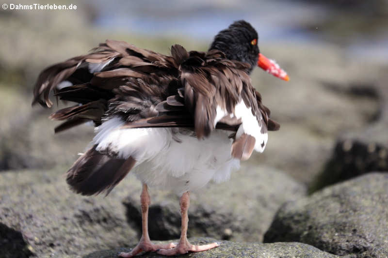 Haematopus palliatus galapagensis