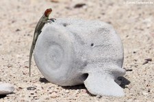 Galapagos Lavaechse (Microlophus albemarlensis) von der Galápagos-Insel Seymour Norte