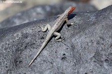 Galapagos Lavaechse (Microlophus albemarlensis) von der Galápagos-Insel Seymour Norte