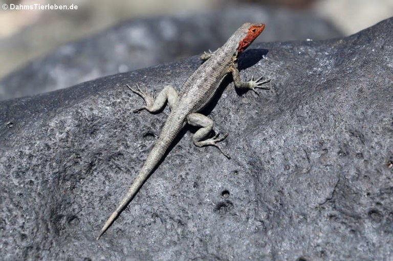 Microlophus albemarlensis