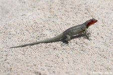 Galapagos Lavaechse (Microlophus albemarlensis) von der Galápagos-Insel Seymour Norte