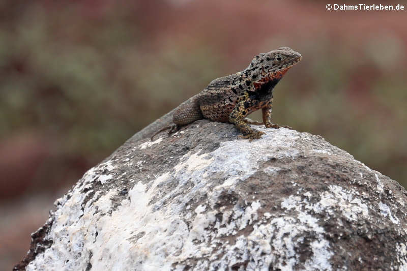 Galápagos Lavaechse Microlophus albemarlensis-14