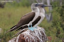 Seymour Norte, Galápagos, Ecuador