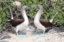 Seymour Norte, Galápagos, Ecuador