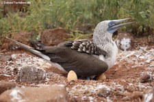 Seymour Norte, Galápagos, Ecuador