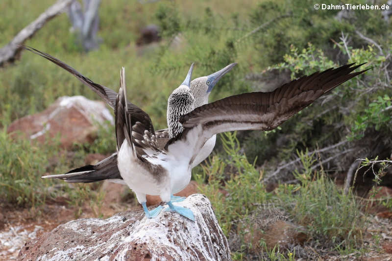 Sula nebouxii excisa-4