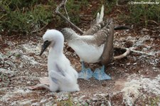 Seymour Norte, Galápagos, Ecuador