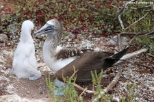 Seymour Norte, Galápagos, Ecuador