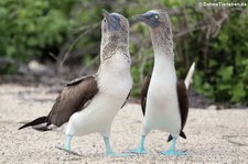 Seymour Norte, Galápagos, Ecuador