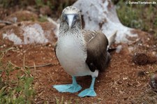 Seymour Norte, Galápagos, Ecuador