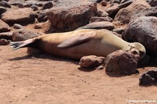 Galápagos-Seelöwe (Zalophus wollebaeki) auf Seymour Norte, Galápagos, Ecuador