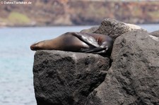 Galápagos-Seelöwe (Zalophus wollebaeki) auf Seymour Norte, Galápagos, Ecuador