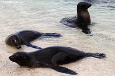 Galápagos-Seelöwe (Zalophus wollebaeki) auf Seymour Norte, Galápagos, Ecuador