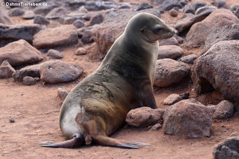 Galápagos-Seelöwe Zalophus wollebaeki-10