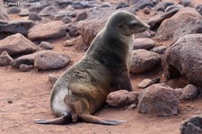 Galápagos-Seelöwe (Zalophus wollebaeki) auf Seymour Norte, Galápagos, Ecuador