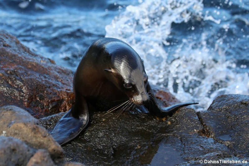 Galápagos-Seelöwe "Zalophus