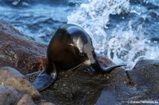 Galápagos-Seelöwe (Zalophus wollebaeki) auf Seymour Norte, Galápagos, Ecuador