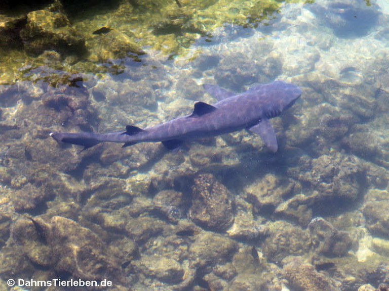 Triaenodon obesus