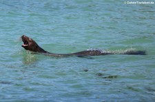 Galápagos-Seelöwe (Zalophus wollebaeki) auf Islote Tintoreras, Galápagos, Ecuador