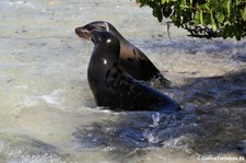 Galápagos-Seelöwe (Zalophus wollebaeki) auf Islote Tintoreras, Galápagos, Ecuador