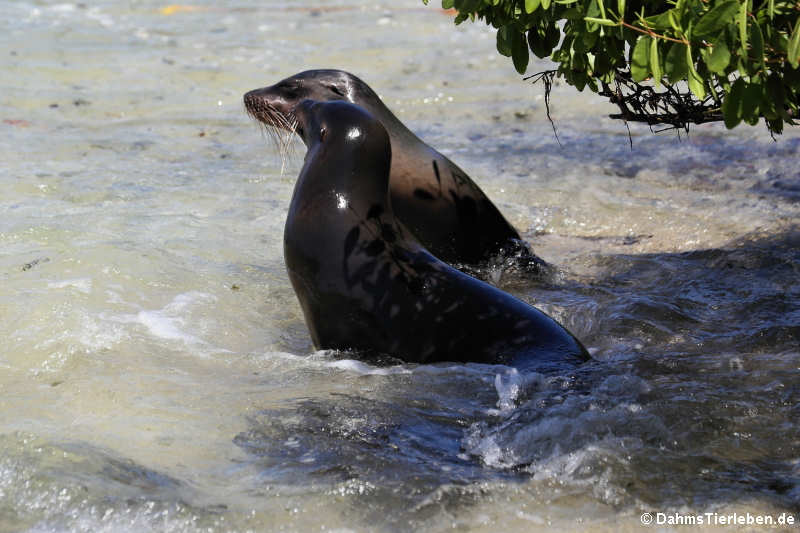 Zalophus wollebaeki