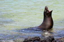 Galápagos-Seelöwe (Zalophus wollebaeki) auf Islote Tintoreras, Galápagos, Ecuador