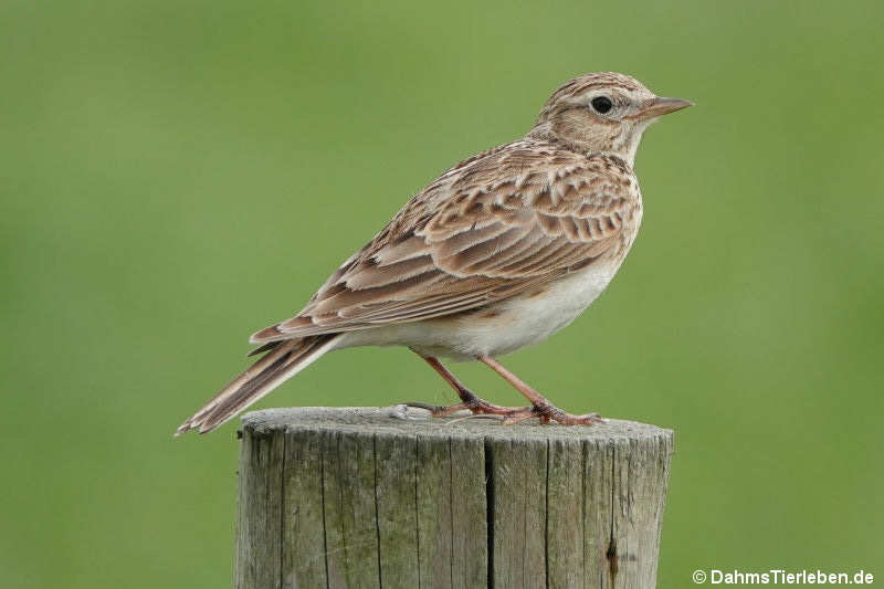 Alauda arvensis-1