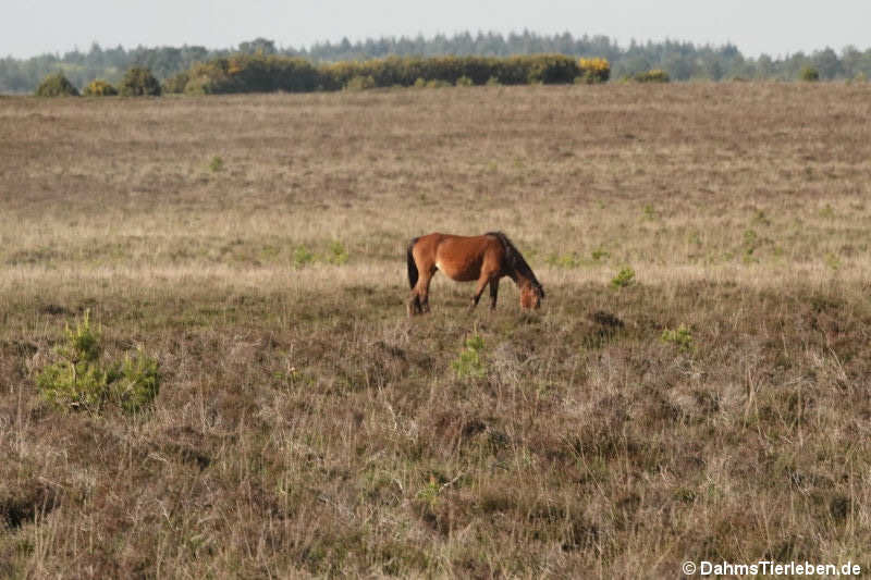 New Forest Pony-2