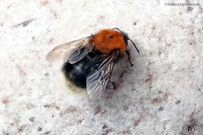 Baumhummel
(Bombus hypnorum) Bombus hypnorum