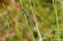 Coenagrion hastulatum