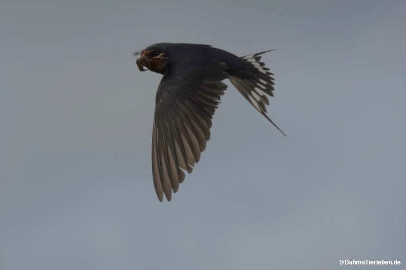 Hirundo rustica rustica-5