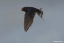 Hirundo rustica rustica