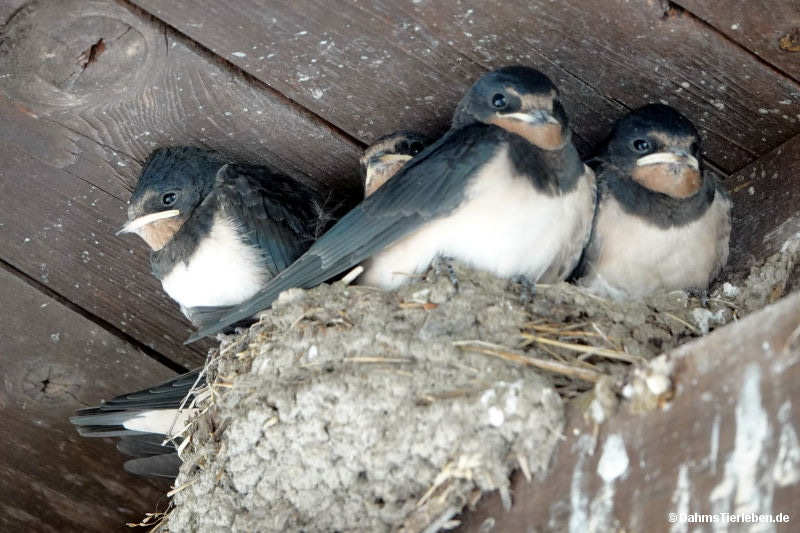 Hirundo rustica rustica