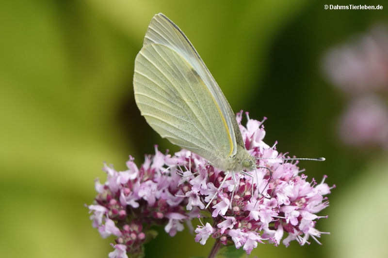 Pieris brassicae