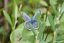 Plebejus argus