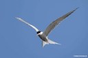 Sterna hirundo