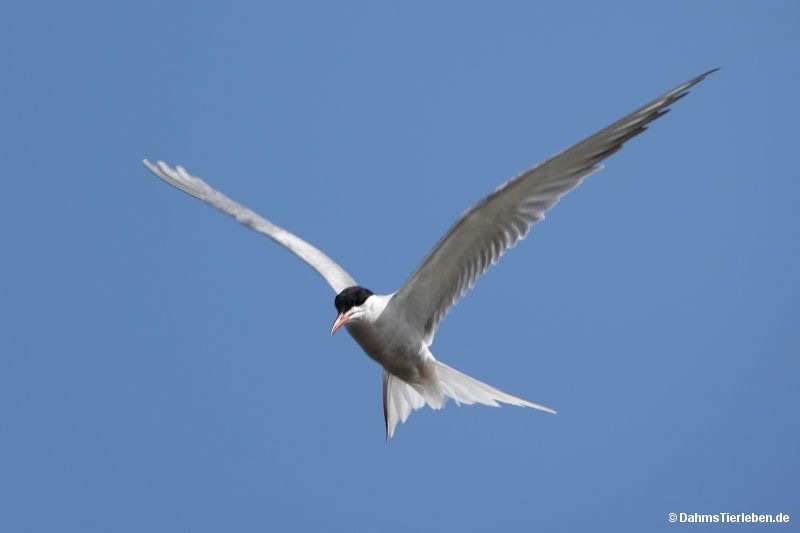 Sterna hirundo-1