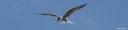 Sterna hirundo