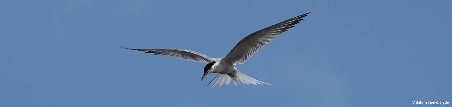 Sterna hirundo
