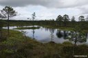 Viru-Hochmoor