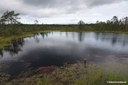 Viru-Hochmoor