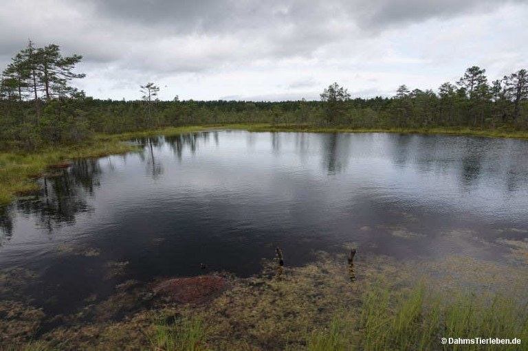 Viru-Hochmoor