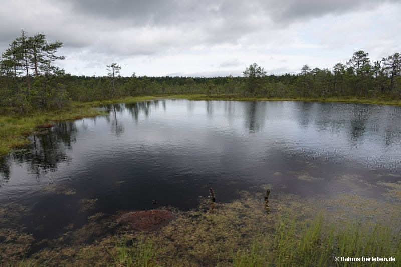 Viru-Hochmoor