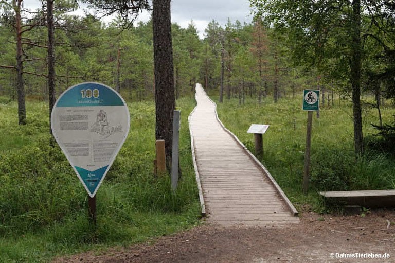 Viru-Hochmoor