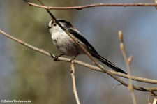 Mitteleuropäische Schwanzmeise (Aegithalos caudatus europaeus) in Finkens Garten, Köln